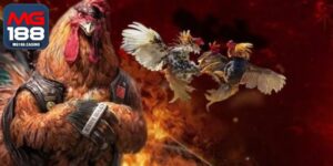 Cách Chấp Tiền Gà Chọi - Hướng Dẫn Vào Kèo Cho Người Mới