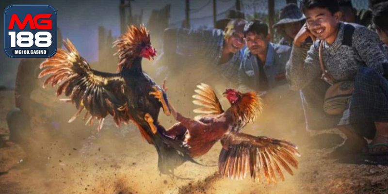 Nguyên tắc chấp kèo gà chọi theo từng vùng miền
