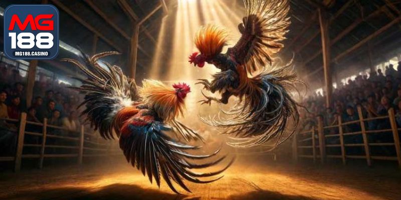 Nguyên tắc tính tiền trong cách chấp tiền gà chọi