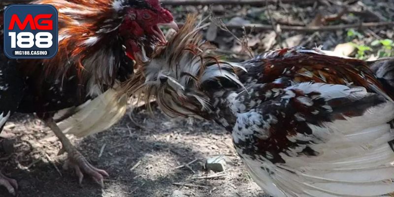 Duy trì vần đòn và vần hơi đúng cách cho gà đá