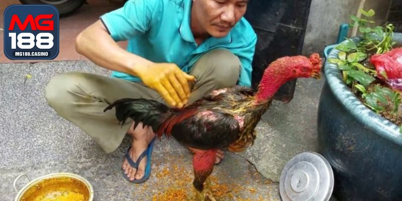 Cách huấn luyện gà đá từ nhỏ với phương pháp om bóp