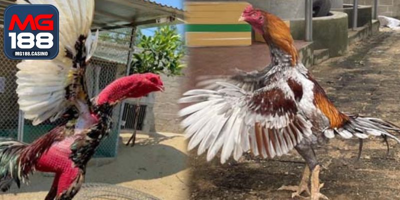 Cách Huấn Luyện Gà Đá Từ Nhỏ Đến Khi Đủ Lực Thi Đấu