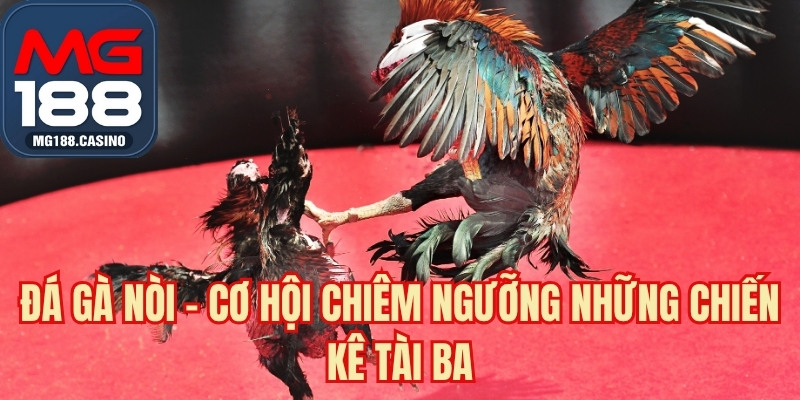 Đá Gà Nòi - Cơ Hội Chiêm Ngưỡng Những Chiến Kê Tài Ba