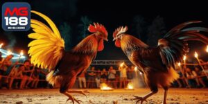 Đá Gà Philippines Ly Kỳ, Mãn Nhãn Trong Từng Giây Phút