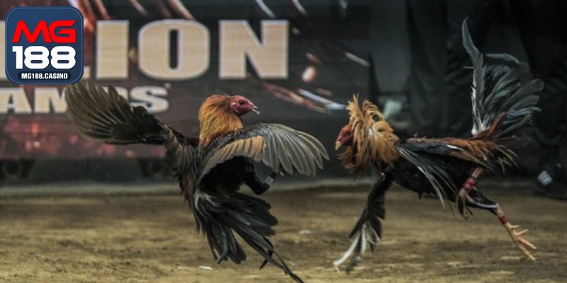 Giới thiệu hình thức gà chọi Philippines