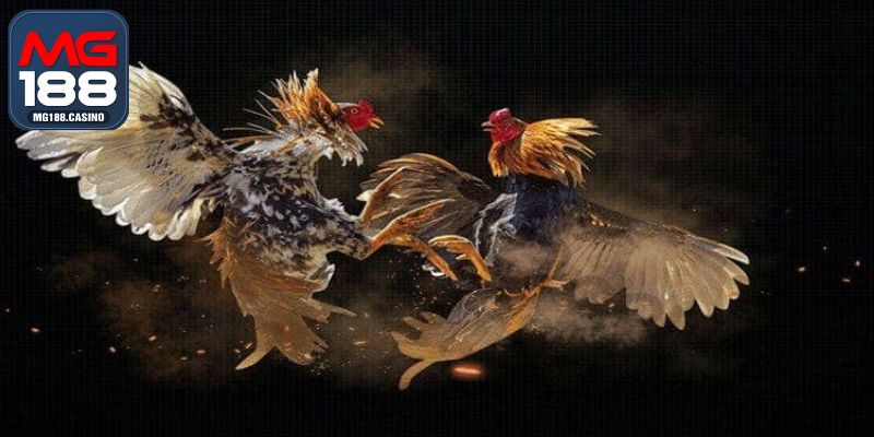 Gà chọi Philippines diễn ra với hàng trăm chiến kê chất lượng