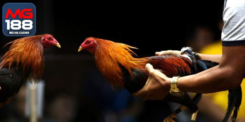 Luật đá gà Philippines cần hiểu rõ tường tận