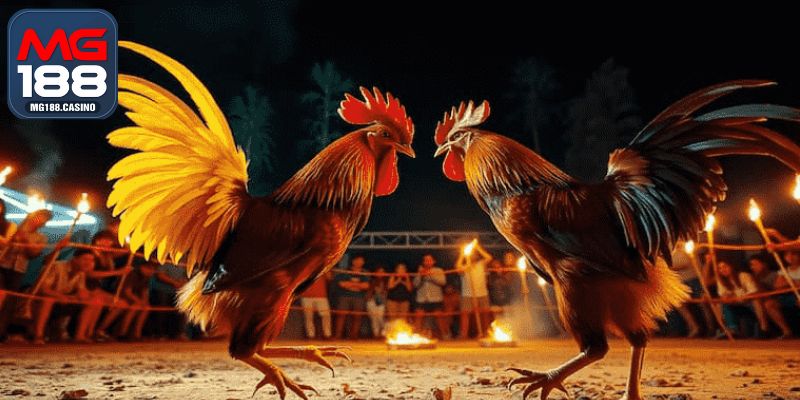 Đá Gà Philippines Ly Kỳ, Mãn Nhãn Trong Từng Giây Phút