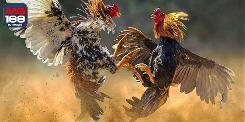 Sảnh game chọi kê được yêu thích nhất trên thị trường