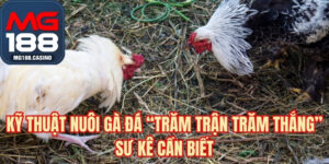 Kỹ Thuật Nuôi Gà Đá “Trăm Trận Trăm Thắng” Sư Kê Cần Biết