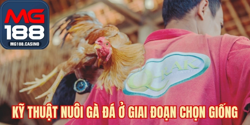 Kỹ thuật nuôi gà đá ở giai đoạn chọn giống