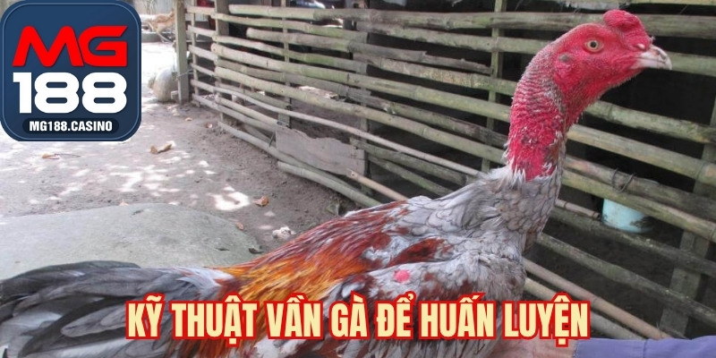 Kỹ thuật vần gà để huấn luyện