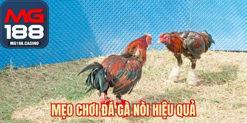 Mẹo chơi đá gà nòi hiệu quả