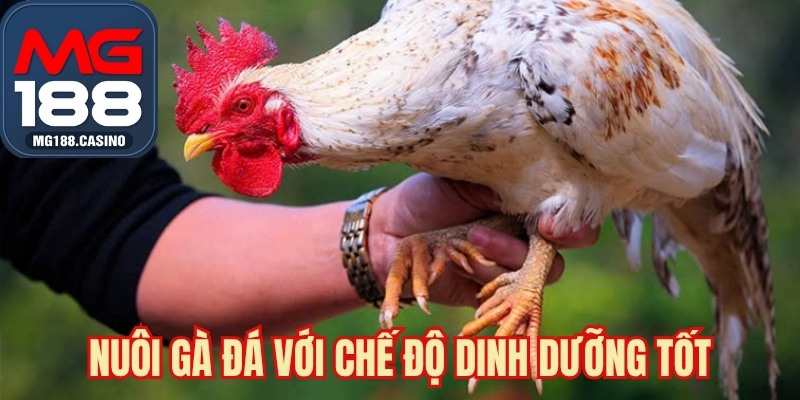 Nuôi gà đá với chế độ dinh dưỡng tốt