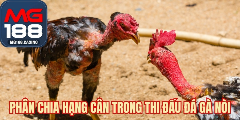 Phân chia hạng cân trong thi đấu đá gà nòi