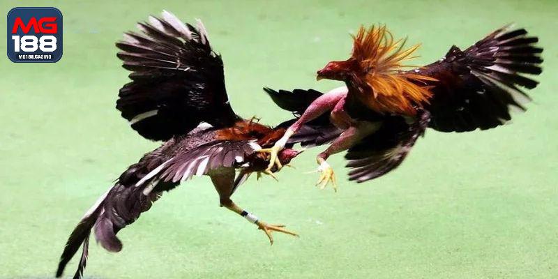 AOG hội tụ hàng chục ưu điểm đẳng cấp không đối thủ